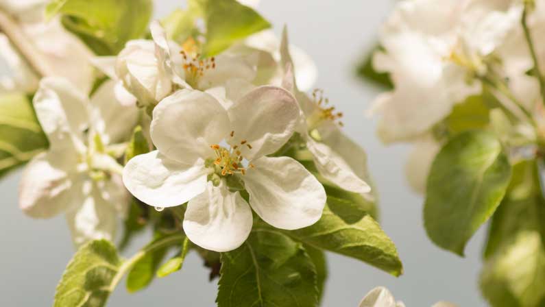 Apple-blossoms